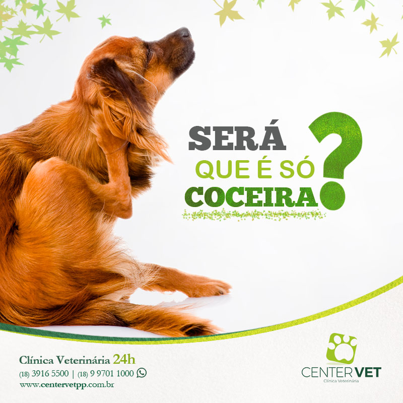 Otite canina Clinica Veterinaria 24 horas Presidente Prudente