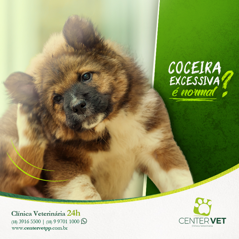coceira caes veterinaria clinica Veterinaria 24 horas Presidente Prudente
