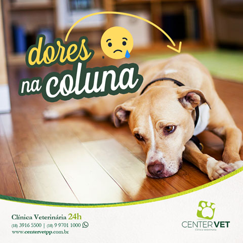 ortopedista coluna cachorro clinica Veterinaria 24 horas Presidente Prudente