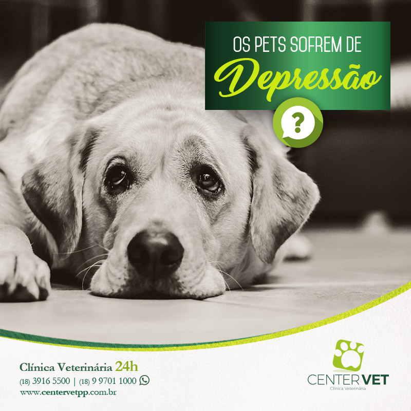 pinscher cachorro briga caes veterinaria clinica Veterinaria 24 horas Presidente Prudente