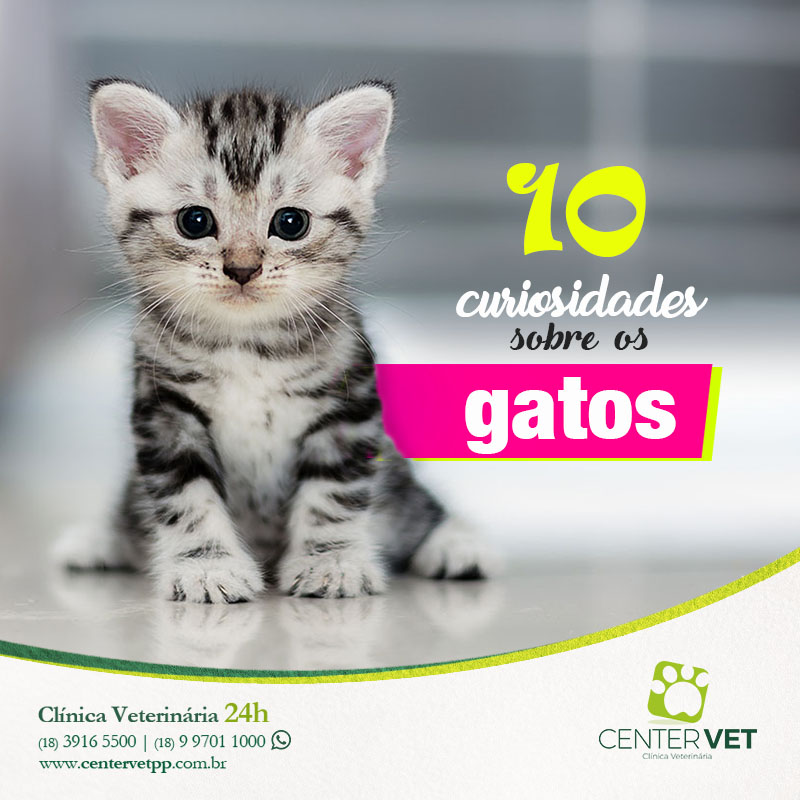 curiosidades gatos clinica Veterinaria 24 horas Presidente Prudente