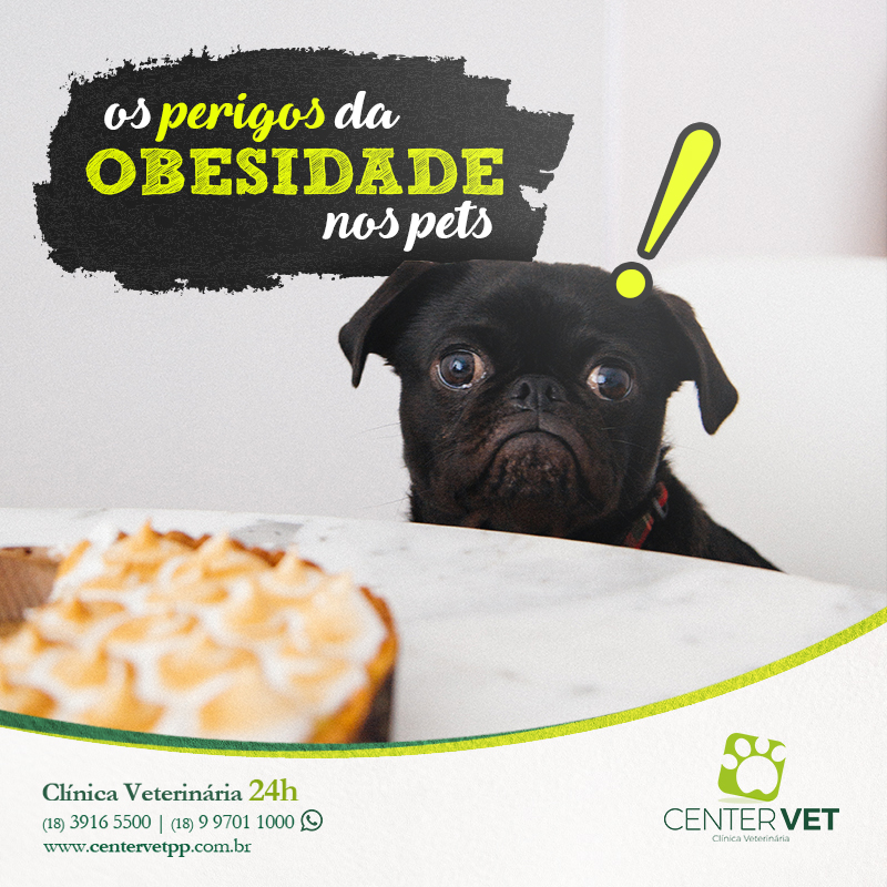 obesidade caes veterinaria clinica Veterinaria 24 horas Presidente Prudente