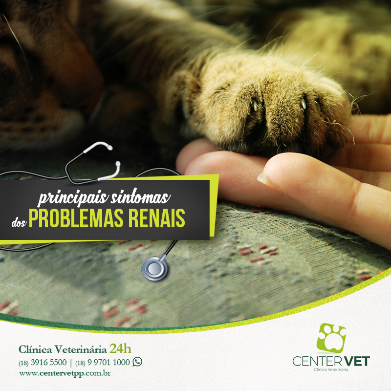 picadas gato caes veterinaria clinica Veterinaria 24 horas Presidente Prudente
