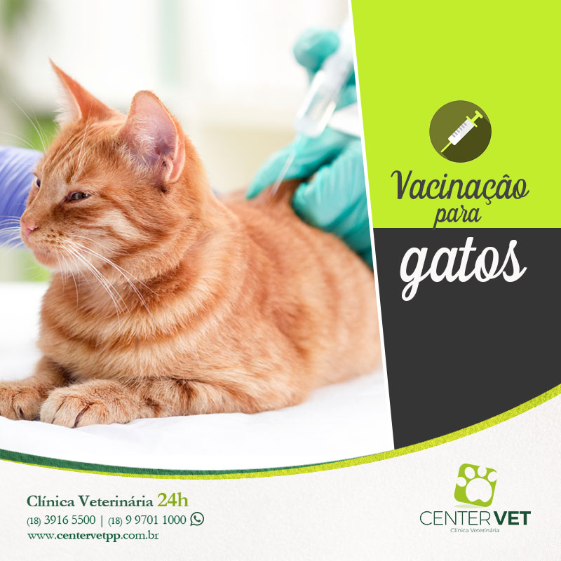 Vacinação gatos clinica Veterinaria 24 horas Presidente Prudente